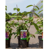 CALLICARPA bodinieri IMPERIAL PEARL En pot de 4-5 litres buisson hauteur 040-060 cm