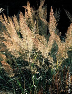 CALAMAGROSTIS brachytricha