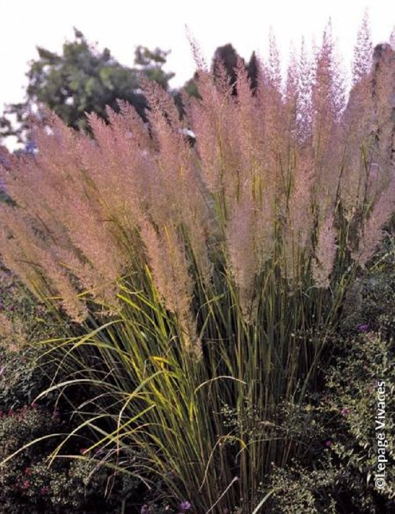CALAMAGROSTIS brachytricha CALAMAGROSTIS brachytricha