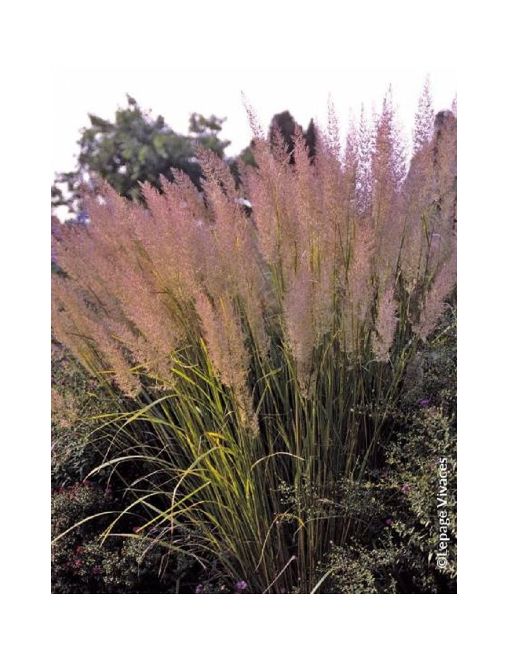 CALAMAGROSTIS brachytricha