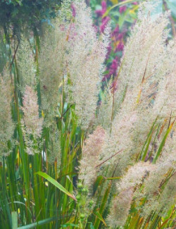 CALAMAGROSTIS brachytricha