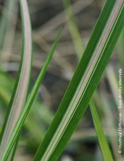 CALAMAGROSTIS acutiflora AVALANCHE
