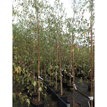 BETULA verrucosa DALECARLICA En pot de 15-20 litres baliveau hauteur 150-200 cm