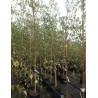 BETULA verrucosa DALECARLICA En pot de 15-20 litres baliveau hauteur 150-200 cm