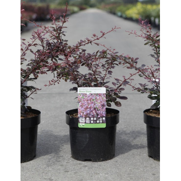 BERBERIS thunbergii ROSE GLOW En pot de 3-4 litres buisson hauteur 040-060 cm