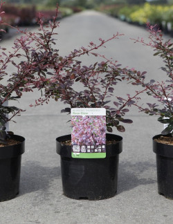 BERBERIS thunbergii ROSE GLOW En pot de 3-4 litres buisson hauteur 040-060 cm