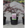 BERBERIS thunbergii ROSE GLOW En pot de 3-4 litres buisson hauteur 040-060 cm