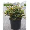 BERBERIS buxifolia NANA En pot de 10-12 litres buisson hauteur 040-050 cm