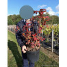 AZALEA mollis En pot de 7-10 litres buisson hauteur 050-060 cm