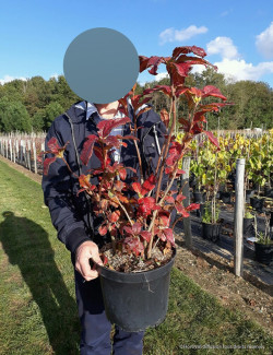 azalee-caduque-parkfeuer-azalea-mollis-parkfeuer-2.jpg