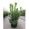 AZALEA mollis En pot de 15-20 litres buisson hauteur 080-100 cm