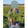 AZALEA japonica En pot de 2-3 litres buisson