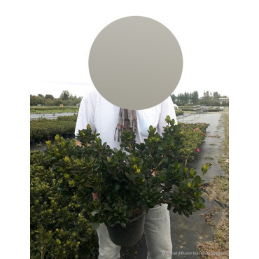 AZALEA japonica En pot de 4-5 litres diamètre 030-040 cm