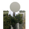 AZALEA japonica En pot de 4-5 litres diamètre 030-040 cm