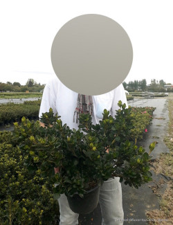 AZALEA japonica En pot de 4-5 litres diamètre 030-040 cm