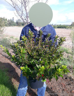 AZALEA japonica En pot de 10-12 litres buisson diamètre 040-050 cm