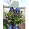 AZALEA japonica En pot de 10-12 litres buisson diamètre 040-050 cm