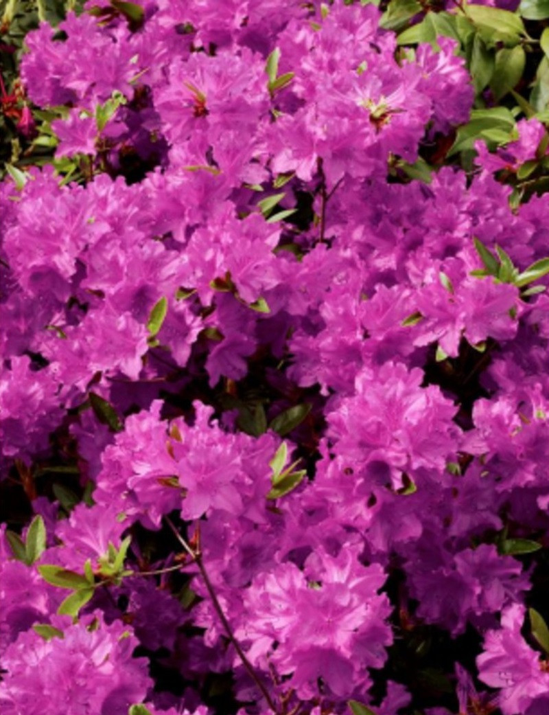 azalee-du-japon-purple-splendor-azalea-japonica-purple-splendor.jpg