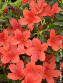 azalee-du-japon-orange-way-azalea-japonica-orange-way.jpg