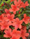 azalee-du-japon-orange-way-azalea-japonica-orange-way.jpg
