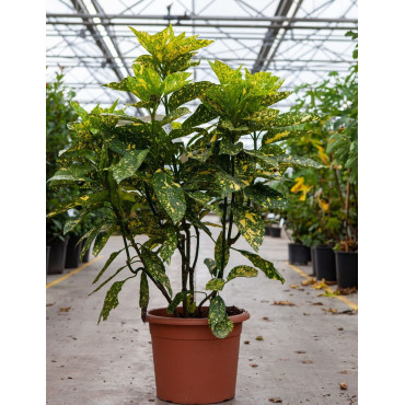 AUCUBA japonica CROTONIFOLIA En pot de 15-20 litres buisson hauteur 060-080 cm