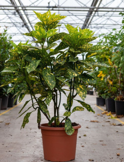 aucuba-du-japon-crotonifolia-aucuba-japonica-crotonifolia-6.jpg