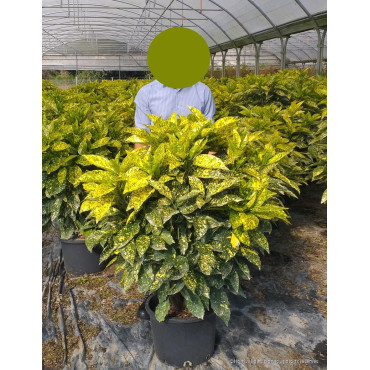 AUCUBA japonica CROTONIFOLIA En pot de 25-30 litres buisson hauteur 080-100 cm