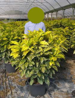 AUCUBA japonica CROTONIFOLIA En pot de 25-30 litres buisson hauteur 080-100 cm