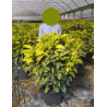 AUCUBA japonica CROTONIFOLIA En pot de 25-30 litres buisson hauteur 080-100 cm