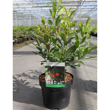 ARBUTUS unedo RUBRA En pot de 4-5 litres buisson hauteur 030-040 cm