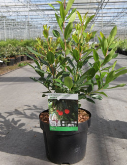 arbousier-rouge-arbutus-unedo-rubra-2.jpg