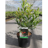 ARBUTUS unedo RUBRA En pot de 4-5 litres buisson hauteur 030-040 cm
