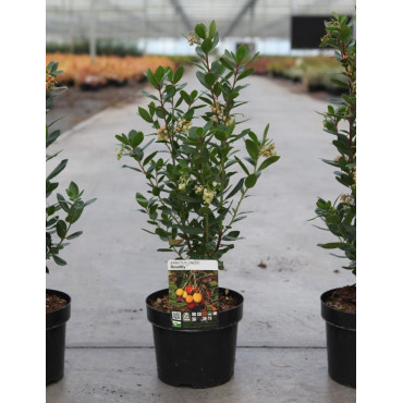 ARBUTUS unedo ROSELILY En pot de 4-5 litres buisson hauteur 030-040 cm
