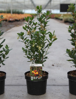 ARBUTUS unedo ROSELILY En pot de 4-5 litres buisson hauteur 030-040 cm