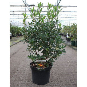 ARBUTUS unedo ROSELILY En pot de 10-12 litres buisson hauteur 060-080 cm
