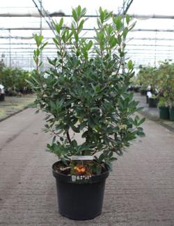 ARBUTUS unedo ROSELILY En pot de 10-12 litres buisson hauteur 060-080 cm