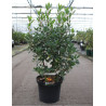 ARBUTUS unedo ROSELILY En pot de 10-12 litres buisson hauteur 060-080 cm