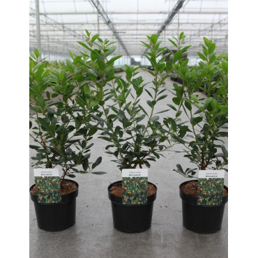 ARBUTUS unedo ATLANTIC En pot de 4-5 litres buisson hauteur 030-040 cm