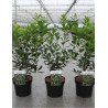 ARBUTUS unedo ATLANTIC En pot de 4-5 litres buisson hauteur 030-040 cm