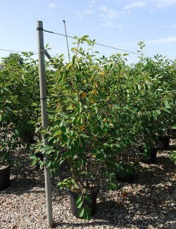 AMELANCHIER LAMARCKII En pot de 25-30 litres buisson hauteur 150-175 cm