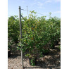 AMELANCHIER LAMARCKII En pot de 25-30 litres buisson hauteur 150-175 cm