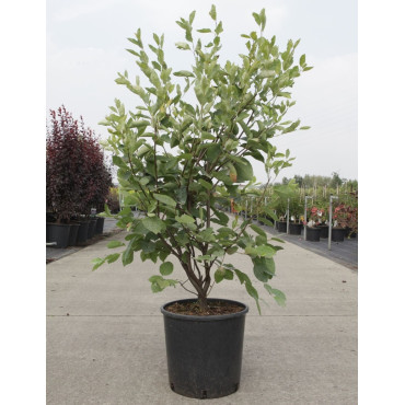 AMELANCHIER LAMARCKII En pot de 15-20 litres buisson hauteur 125-150 cm