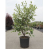 AMELANCHIER LAMARCKII En pot de 15-20 litres buisson hauteur 125-150 cm