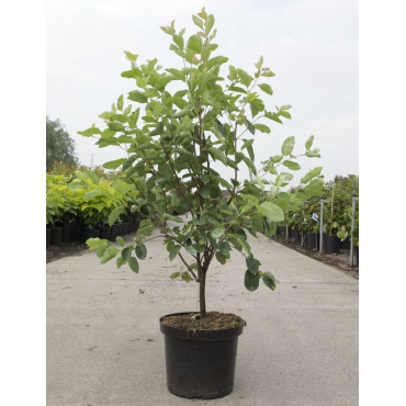 AMELANCHIER LAMARCKII En pot de 10-12 litres buisson hauteur 080-100 cm