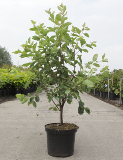 AMELANCHIER LAMARCKII En pot de 10-12 litres buisson hauteur 080-100 cm