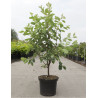 AMELANCHIER LAMARCKII En pot de 10-12 litres buisson hauteur 080-100 cm