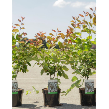 AMELANCHIER LAMARCKII En pot de 3-4 litres buisson hauteur 040-060 cm