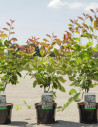 amelanchier-de-lamarck-amelanchier-lamarckii-5.jpg