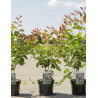 AMELANCHIER LAMARCKII En pot de 3-4 litres buisson hauteur 040-060 cm