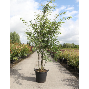 AMELANCHIER LAMARCKII En pot de 35-50 litres cépée hauteur 175-200 cm